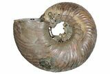 One Side Polished, Pyritized Fossil Ammonite - Russia #174997-2